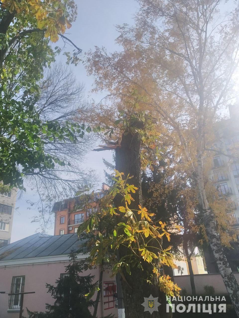 У Кременчуці в садочку на дітей завалилося дерево: 4-річна дівчинка в комі